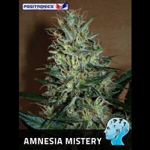 Amnesia Mistery Feminised Seeds