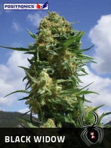 Black Widow Feminised Seeds