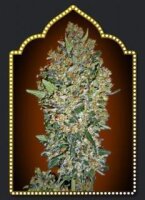 CheeseBerry Feminised Seeds - 5 Seeds