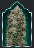 Northern Lights Feminised Seeds - 5 Seeds