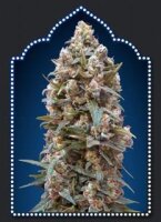 00 Kush Feminised Seeds - 5 Seeds