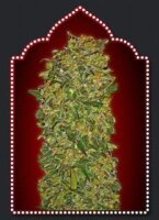 Chocolate Kush Feminised Seeds - 5 Seeds