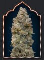 Chocolate Skunk Feminised Seeds - 5 Seeds