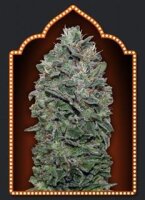 Sweet Somango - 00 Seeds