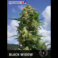 Black Widow Feminised Seeds 5 Seeds