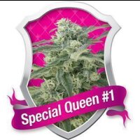 Special Queen #1 Feminised Seeds 10 Seeds