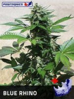 Blue Rhino by Positronic Seeds