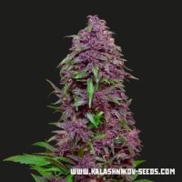 Purple Mazar Auto - Kalashnikov Seeds