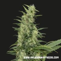 Amur Giant Auto from Kalshnikov Seeds