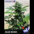 Blue Rhino Feminised Seeds 3 Seeds