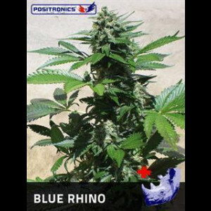 Blue Rhino Feminisierte Samen 5 Seeds