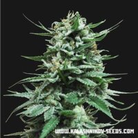 Northern Russian Auto from Kalashnikov Seeds