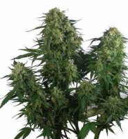 Caramelice by Positronic Seeds