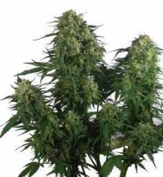 Caramel Ice Feminised Seeds