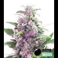 THC Bomb from Bomb Seeds