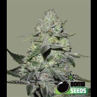 Gorilla Bomb from Bomb Seeds 5 Seeds