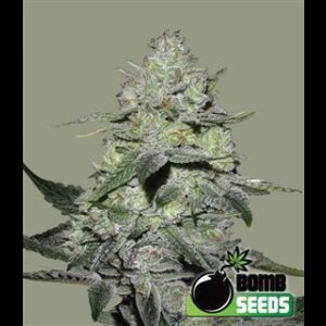 Gorilla Bomb from Bomb Seeds 10 Seeds