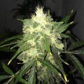 White Widow Auto - Seeds66