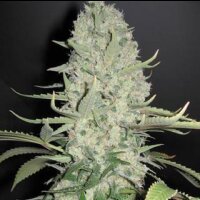 Amnesia from Seeds66  3 Seeds