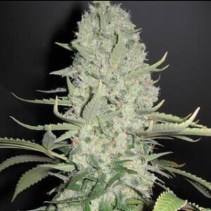 Amnesia from Seeds66  5 Seeds
