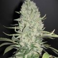 Amnesia from Seeds66  5 Seeds