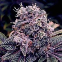 Blueberry - Seeds66