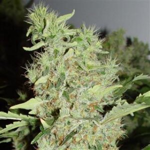 Bubble G - Seeds66