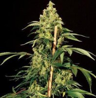 Jack Herer - Seeds66