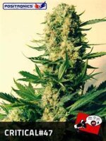 Critical # 47 Feminised Seeds