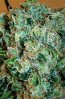 Critical # 47 by Positronic Seeds