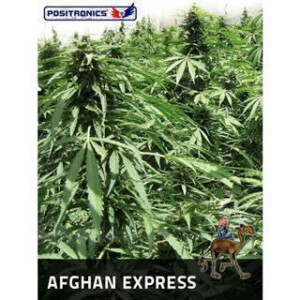Afgahn Express Auto - Positronic Seeds 3 Samen