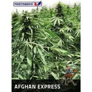 Afgahn Express Auto - Positronic Seeds 5 Samen