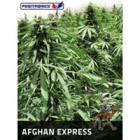 Afgahn Express Auto - Positronic Seeds 5 Samen