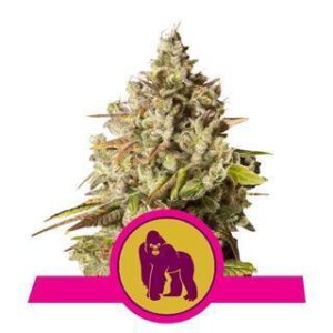Royal Gorilla from Royal Queen Seeds 5 Seeds