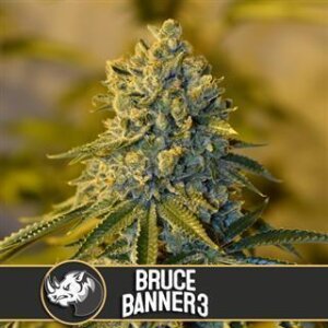 Bruce Banner #3 from Blimburn Seeds