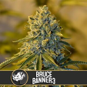 Bruce Banner #3 from Blimburn Seeds 9 Seeds