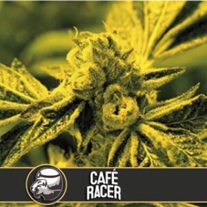 Cafe Racer from Blimburn Seeds 3 Seeds