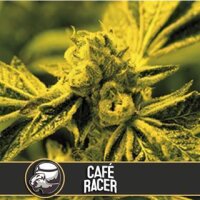 Cafe Racer - Blimburn Seeds 9 Samen