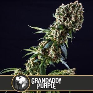 Grandaddy Purple from Blimburn Seeds