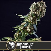 Grandaddy Purple from Blimburn Seeds 3 Seeds