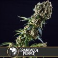 Grandaddy Purple - Blimburn Seeds 3 Samen