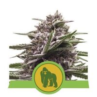 Royal Gorilla Auto - Royal Queen Seeds