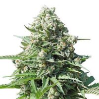 Royal Gorilla Auto - Royal Queen Seeds