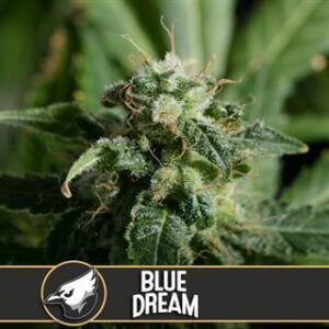 Blue Dream from Blimburn Seeds