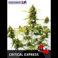 Critical Express Auto - Positronic