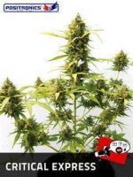 Critical Express Autoflowering by Positronic Seeds