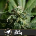Blue Dream from Blimburn Seeds 9 Seeds