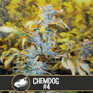 Chemdawg #4 from Blimburn Seeds 3 Seeds
