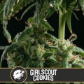 Girl Scout Cookies from Blimburn Seeds 9 Seeds