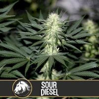 Sour Diesel from Blimburn Seeds 3 Seeds